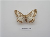 藏品(尺蛾115)的圖片